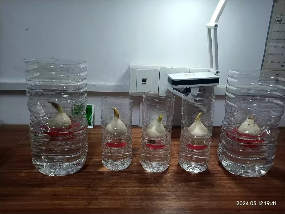 图一 郁金香种球